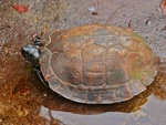 spiny turtle (Heosemys spinosa)