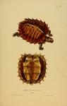 spiny turtle (Heosemys spinosa)