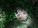 radiated tortoise (Astrochelys radiata)