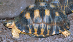 radiated tortoise (Astrochelys radiata)