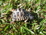 radiated tortoise (Astrochelys radiata)