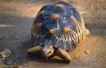 radiated tortoise (Astrochelys radiata)