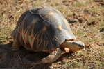 radiated tortoise (Astrochelys radiata)