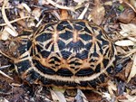 radiated tortoise (Astrochelys radiata)