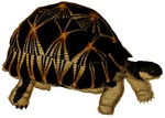 radiated tortoise (Astrochelys radiata)