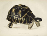 radiated tortoise (Astrochelys radiata)