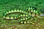 yellow sea snake (Hydrophis spiralis)