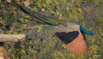 Indian peacock - blue peafowl (Pavo cristatus)