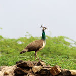 Indian peahen - blue peafowl (Pavo cristatus)