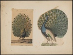 Indian peafowl, blue peafowl (Pavo cristatus)