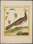 Indian peahen - blue peafowl (Pavo cristatus)