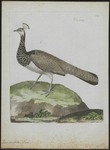 Indian peahen - blue peafowl (Pavo cristatus)