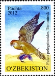 Barbary falcon (Falco pelegrinoides)