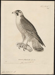 Barbary falcon (Falco pelegrinoides)