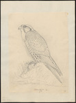 Barbary falcon (Falco pelegrinoides)