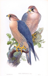 Barbary falcon (Falco pelegrinoides)