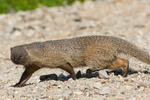 Egyptian mongoose (Herpestes ichneumon)