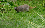 Egyptian mongoose (Herpestes ichneumon)