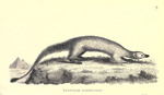 Egyptian mongoose (Herpestes ichneumon)