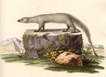 Egyptian mongoose (Herpestes ichneumon)