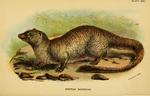 Egyptian mongoose (Herpestes ichneumon)