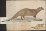 Egyptian mongoose (Herpestes ichneumon)