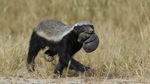 honey badger, ratel (Mellivora capensis)