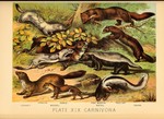 ...martes), European polecat (Mustela putorius), ferret (Mustela putorius furo), least weasel (Must...