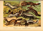 ...stoat / ermine (Mustela erminea), sable marten (Martes zibellina), European pine marten (Martes 