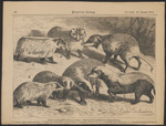 American badger (Taxidea taxus), greater hog badger (Arctonyx collaris), honey badger (Mellivora...
