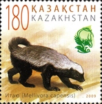 honey badger, ratel (Mellivora capensis)