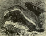 honey badger, ratel (Mellivora capensis)
