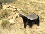 honey badger, ratel (Mellivora capensis)