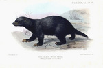 black ratel (Mellivora capensis cottoni)