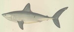 porbeagle shark (Lamna nasus)