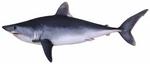 porbeagle shark (Lamna nasus)