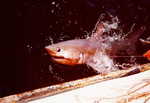 porbeagle shark (Lamna nasus)