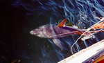 porbeagle shark (Lamna nasus)