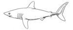 porbeagle shark (Lamna nasus)