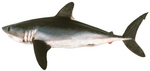 porbeagle shark (Lamna nasus)