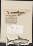 porbeagle shark (Lamna nasus)