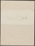 porbeagle shark (Lamna nasus)