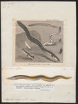 European eel, common eel (Anguilla anguilla)