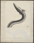 European eel, common eel (Anguilla anguilla)