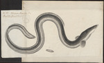 European eel, common eel (Anguilla anguilla)