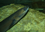 European eel, common eel (Anguilla anguilla)