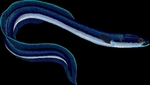 European eel, common eel (Anguilla anguilla)