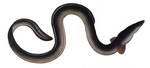 European eel, common eel (Anguilla anguilla)