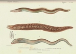 European eel (Anguilla anguilla), Mediterranean moray (Muraena helena), brown moray eel (Gymnoth...