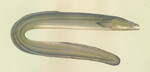 European eel, common eel (Anguilla anguilla)